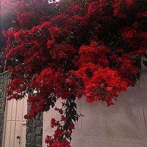 Meet your Posher, Frances